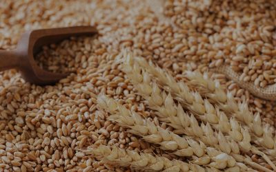 ASTRA: Analytics-led Sourcing Transformation for Wheat Procurement